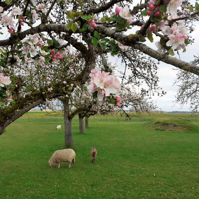 Im Vordergrund ein Blühendes Kirschbaum. Im Hintergrund sind Scharfe und Ziegen im Grünen.