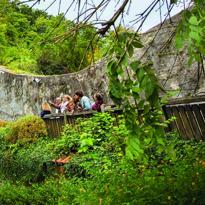 A group of people, it is a city tour, can be seen from a distance in front of a wooden railing. In the background a city wall, in the foreground green bushes.