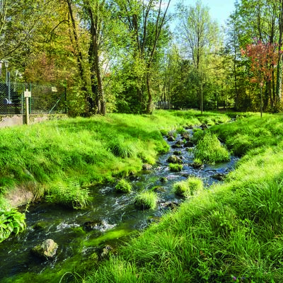 Ein Bach in der Mitte mit wildem Ufer, grüner Wiese und Bäume in Hintergrund.