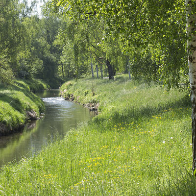 Verlauf eines Baches, Ufer mit satt grünem Grad. Bäume säumen links und rechts das Ufer.