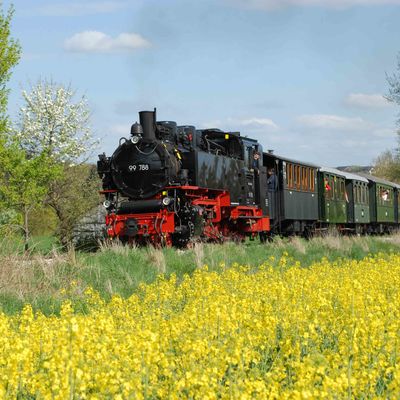 A steam locomotive drives past a flowering rapeseed field.